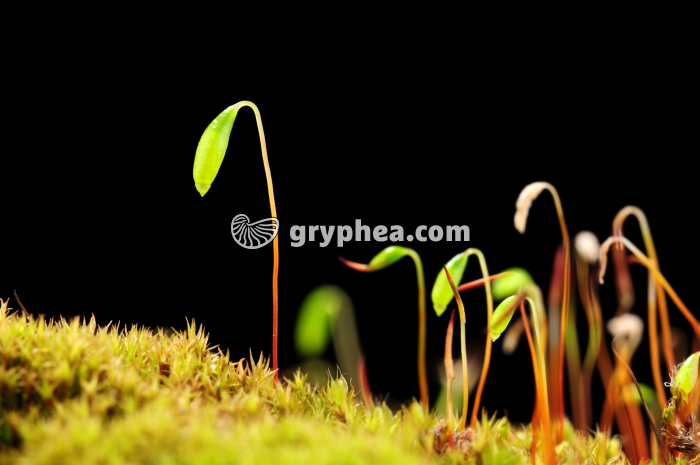 Mousses avec sporogones (Bryum capillare) - gryphea.org